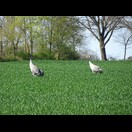 Wenigstens gibt es hier Kraniche.